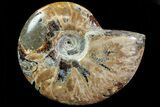 Lot: - Whole Polished Ammonites (Grade B/C) - Pieces #78031-5